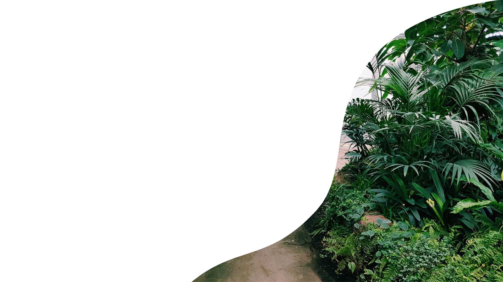 Plant Ropan Desktop Background