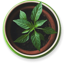 Plant Ropan Asset
