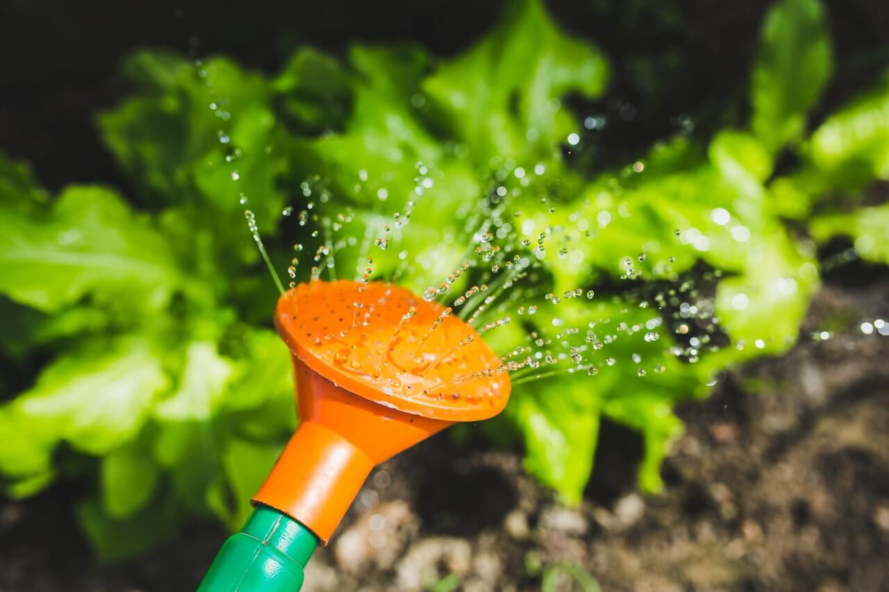 Watering Plants Backdrop