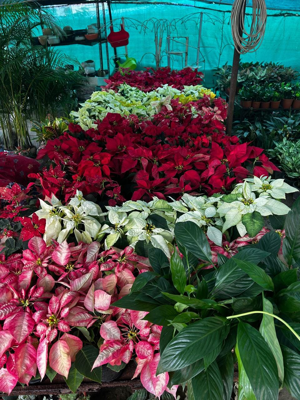 Plant Ropan Nursery